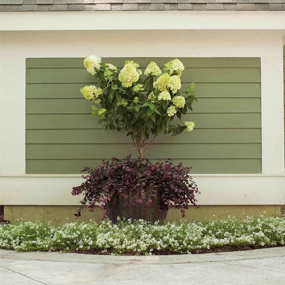 Little_Lime_Hydrangea_Tree_FGT