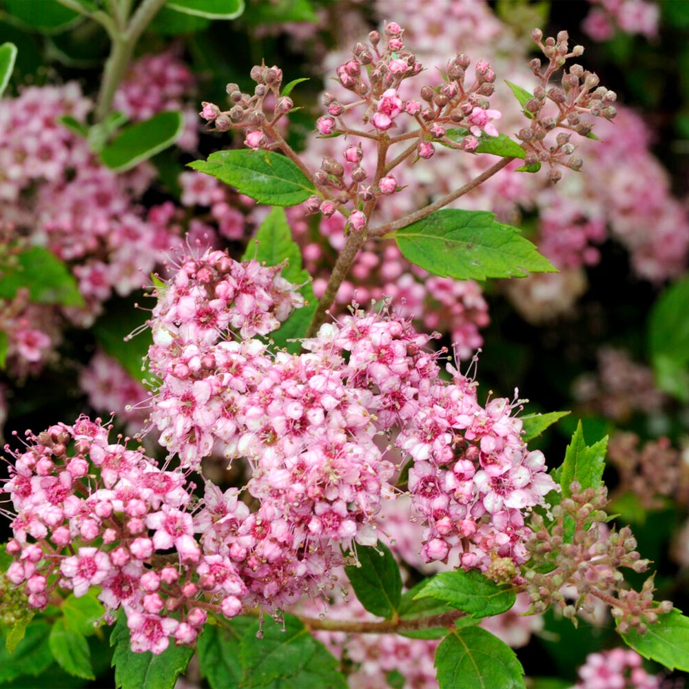 Little_Princes_spirea_1