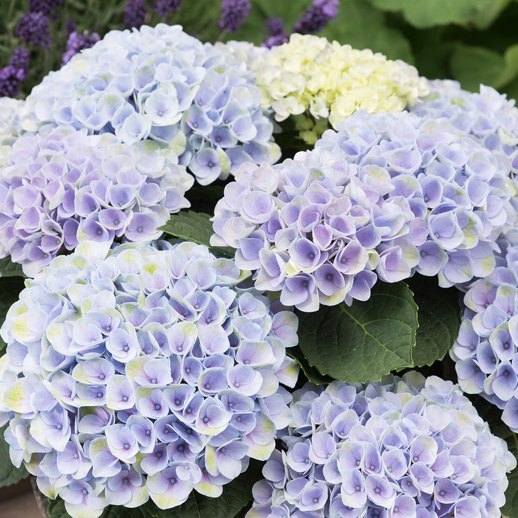 Liz-blue-1_cb54c9ce-6118-4e46-993b-13afb4bf7c8d