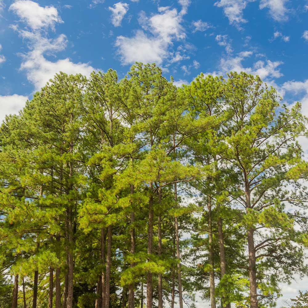 Loblolly_Pine_2