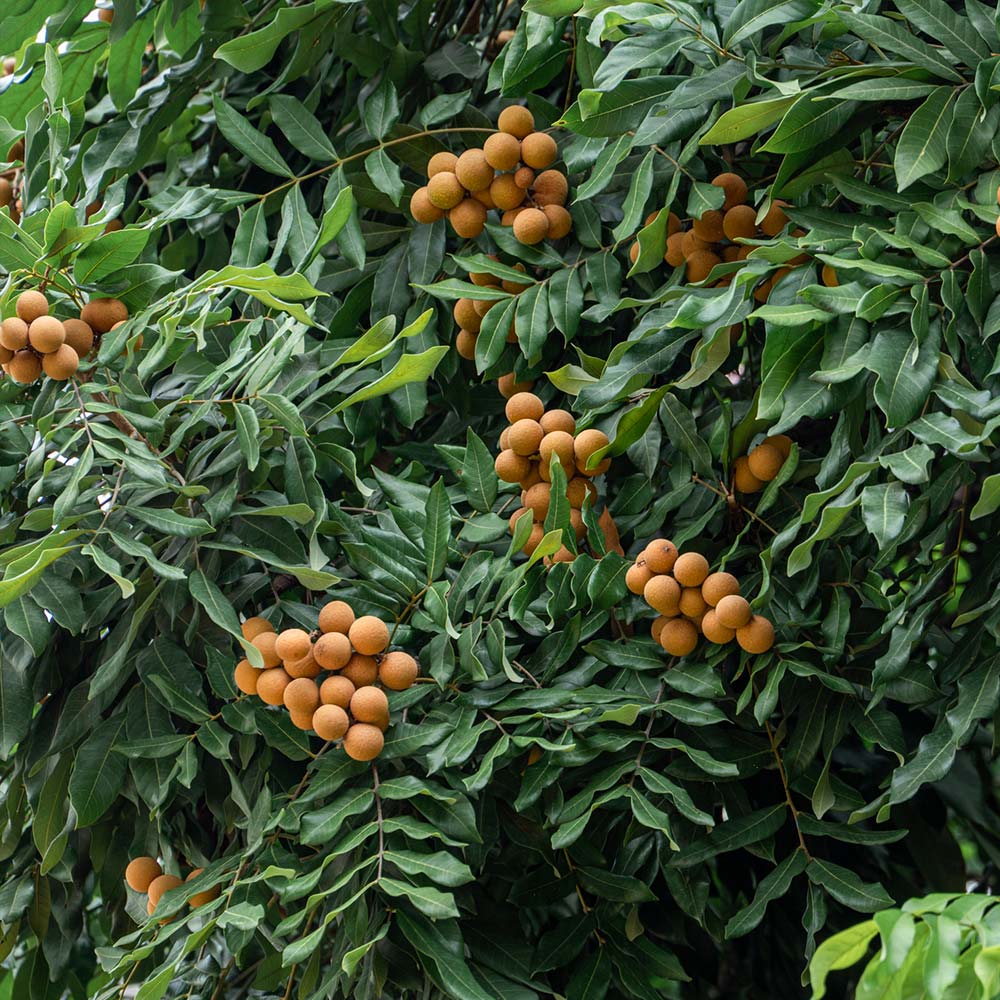 Longon_Berry