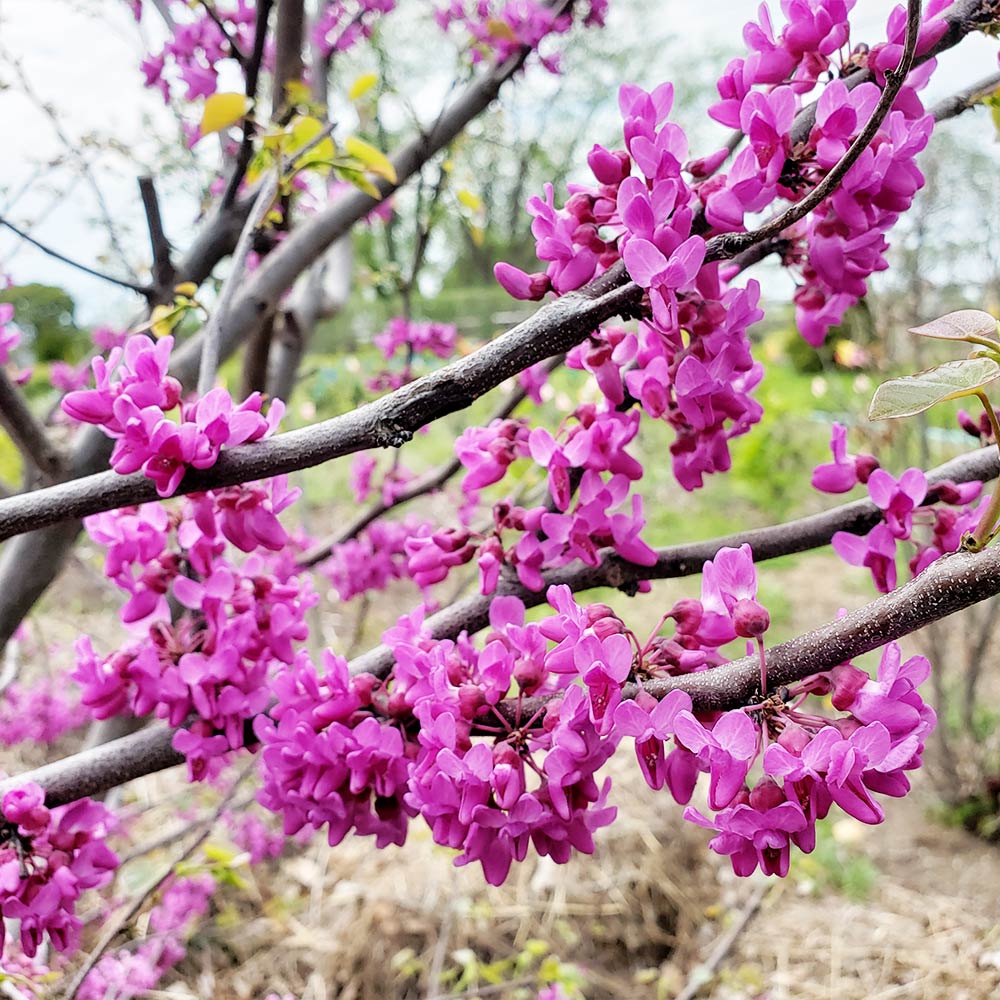 Luscious_Lavender_Redbud_1