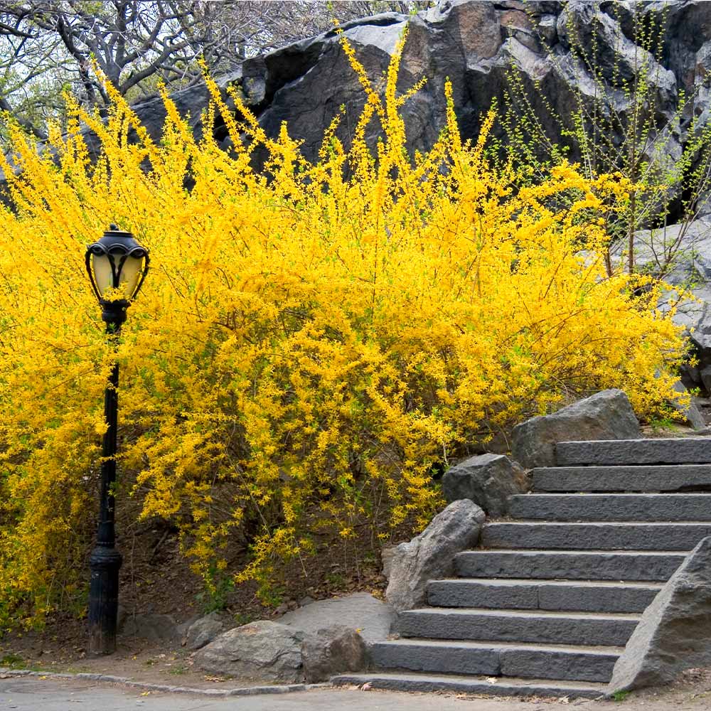 Lynwood_Gold_Forsythia_7