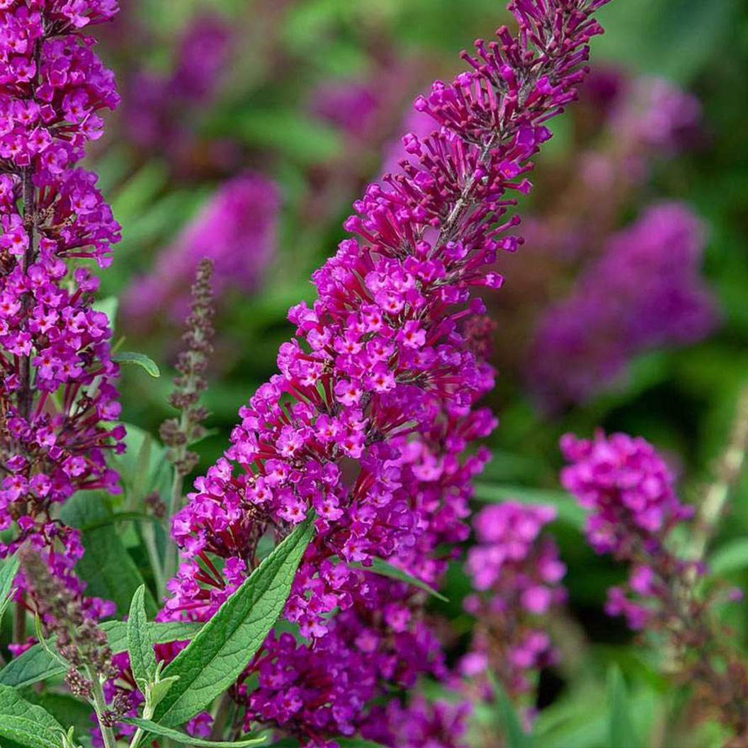 MAGENTA-BUTTERFLY-TOWERS-2_ea87a642-5fbb-4b2c-987b-38ad05e3ca23