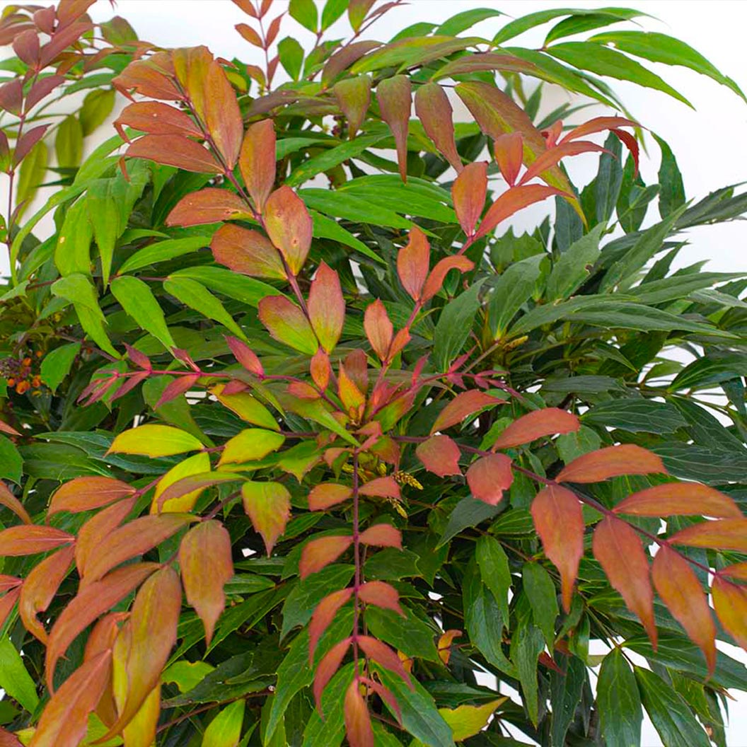 Mahonia_GroovyGlow_4_91d15446-187d-4c88-a37f-47e6eb4e6ef5