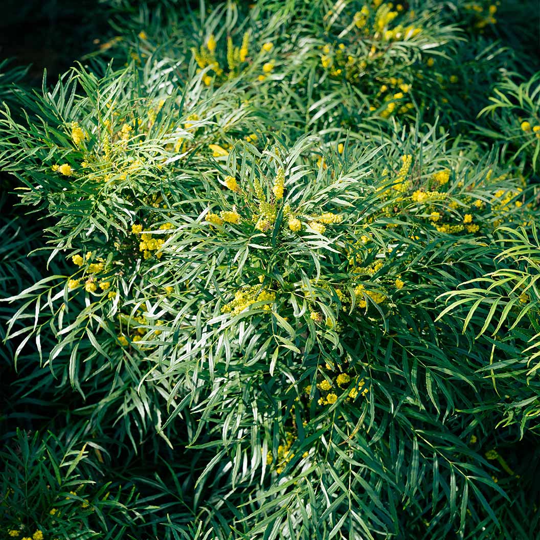 Mahonia_Soft_Caress-1_c0076fe1-3642-4af4-a417-3fb47525c371