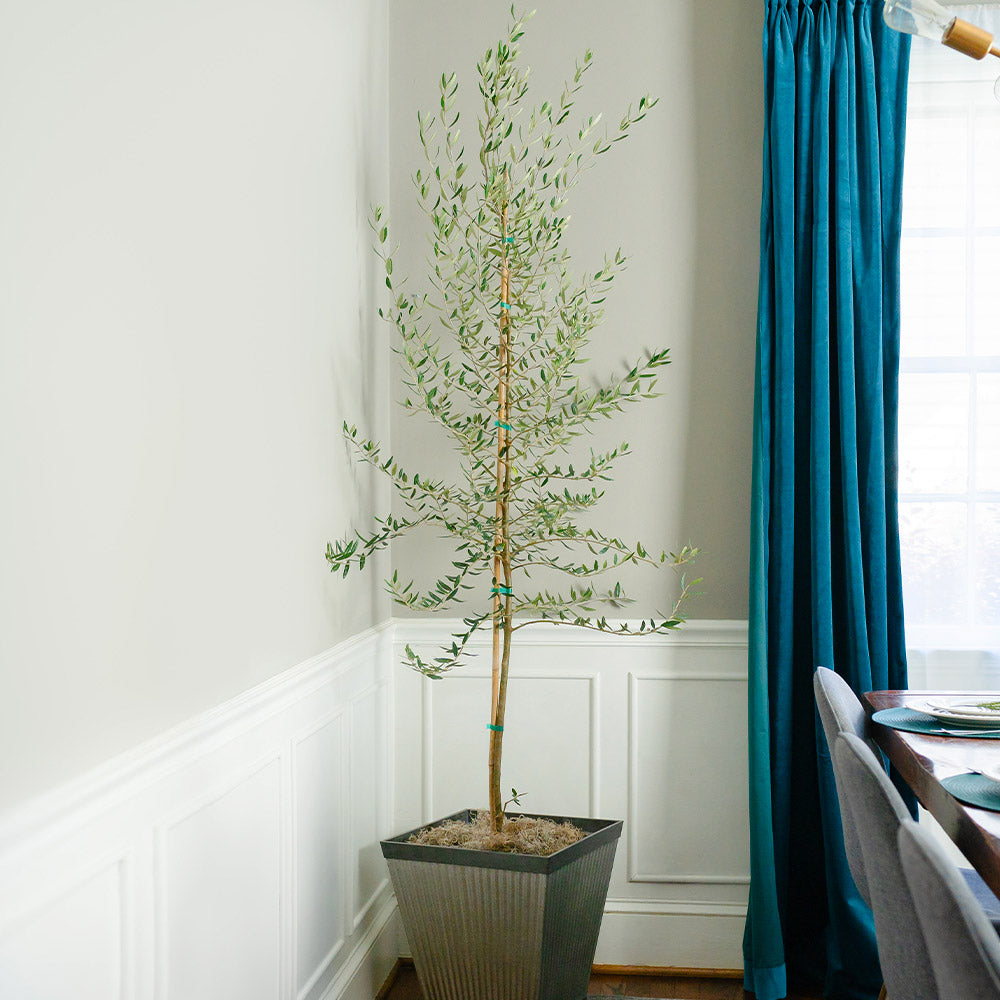 Manzanilla_Olive_Tree_1_917f7c72-c47d-4318-80b5-453227a3a693