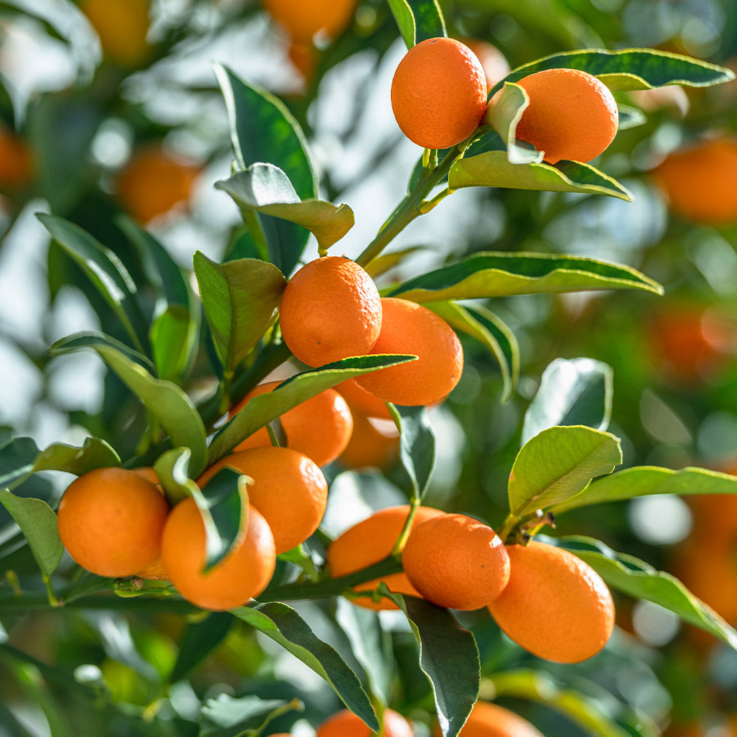 Marumi-Kumquat-Tree_86230285-c6e4-49d1-aa93-a61a0f3dbeff