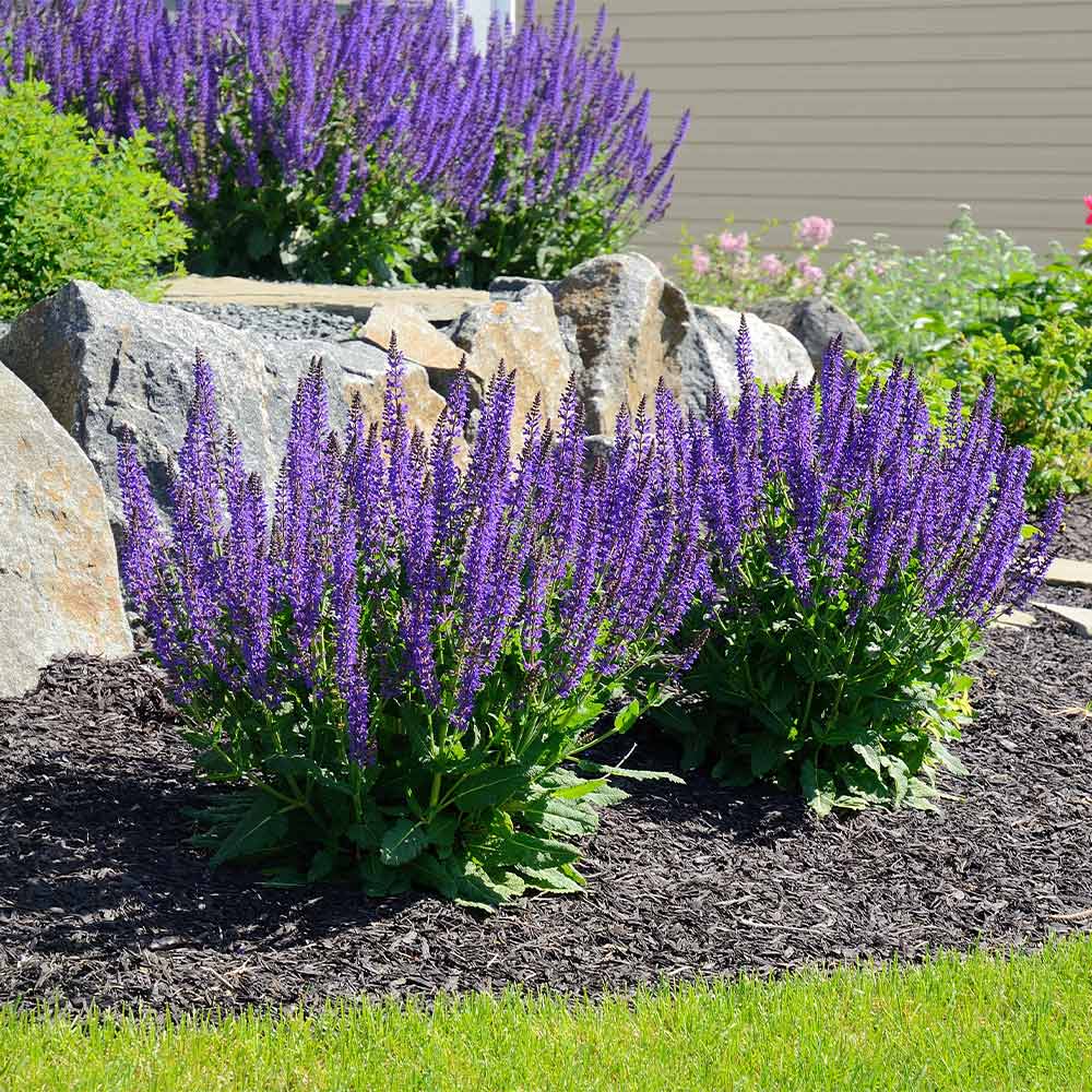 May-Night_Salvia_sage_5_FGT