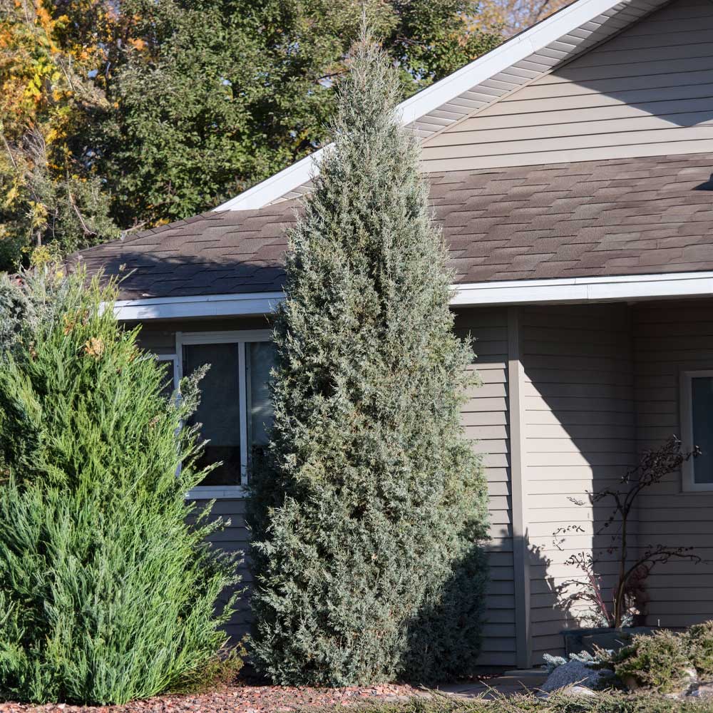 Medora-juniper-1_a8f54018-c710-4149-a23d-c6f8d2b0096b