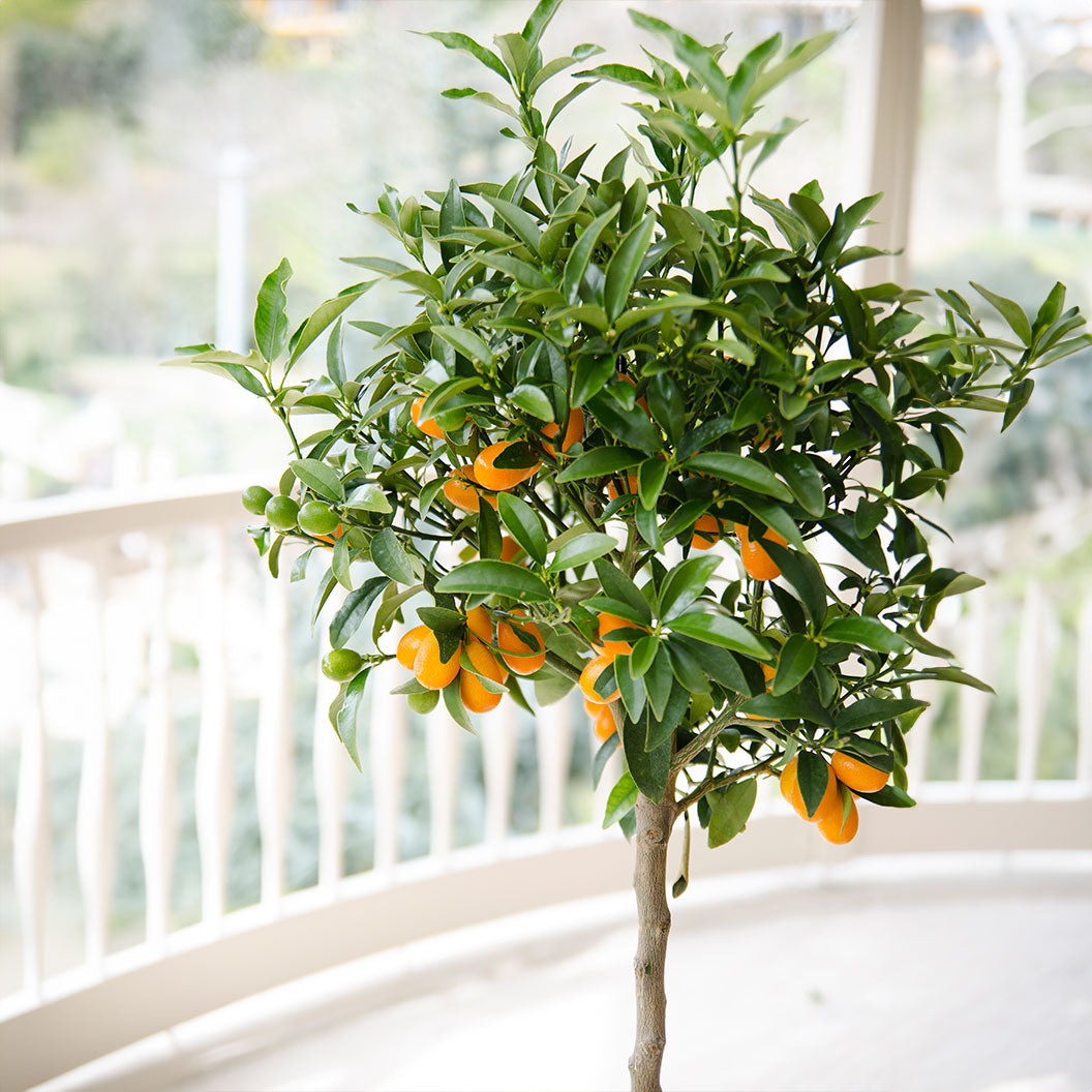 Meiwa-Sweet-Kumquat-1_ab420abc-b1e4-492c-8d47-04ffd76e892a