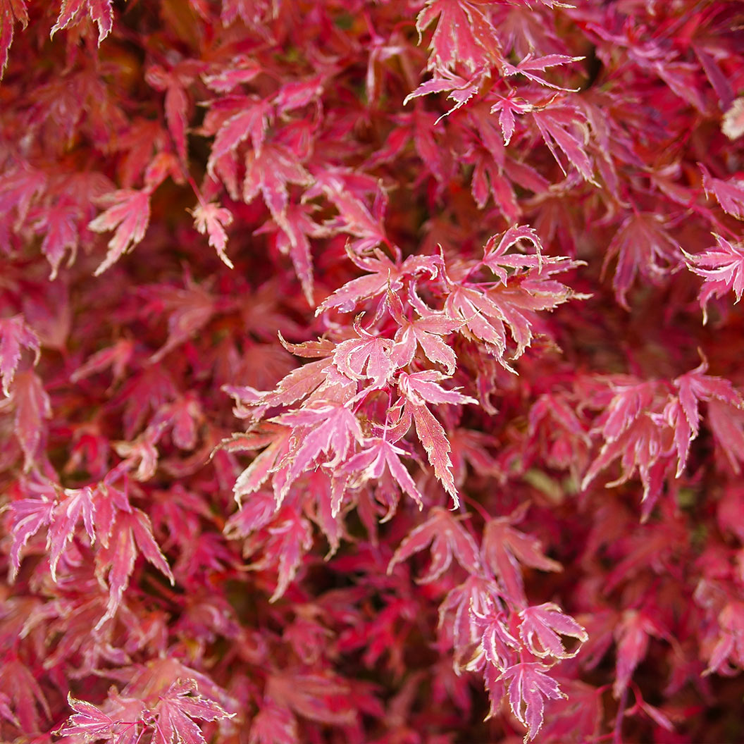 Metamorphosa-Japanese-Maple-1_23c559a1-b78e-4809-bb43-6b9857e1f0b3