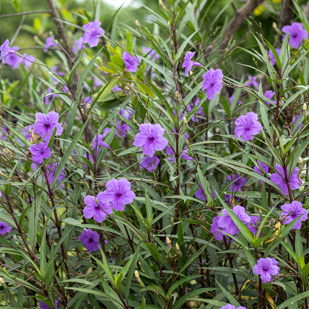 Mexican_Petunia_1_FGT