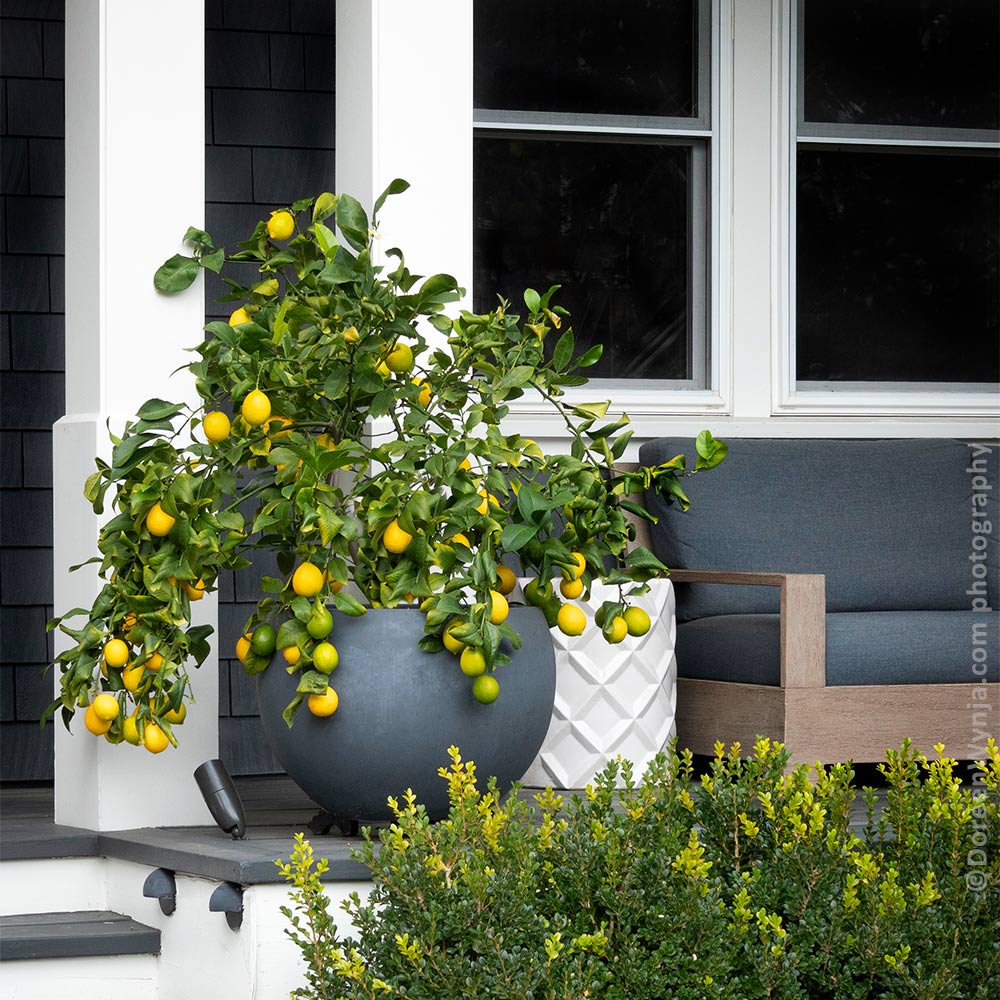 Meyer_Lemon_Bush_3_FGT