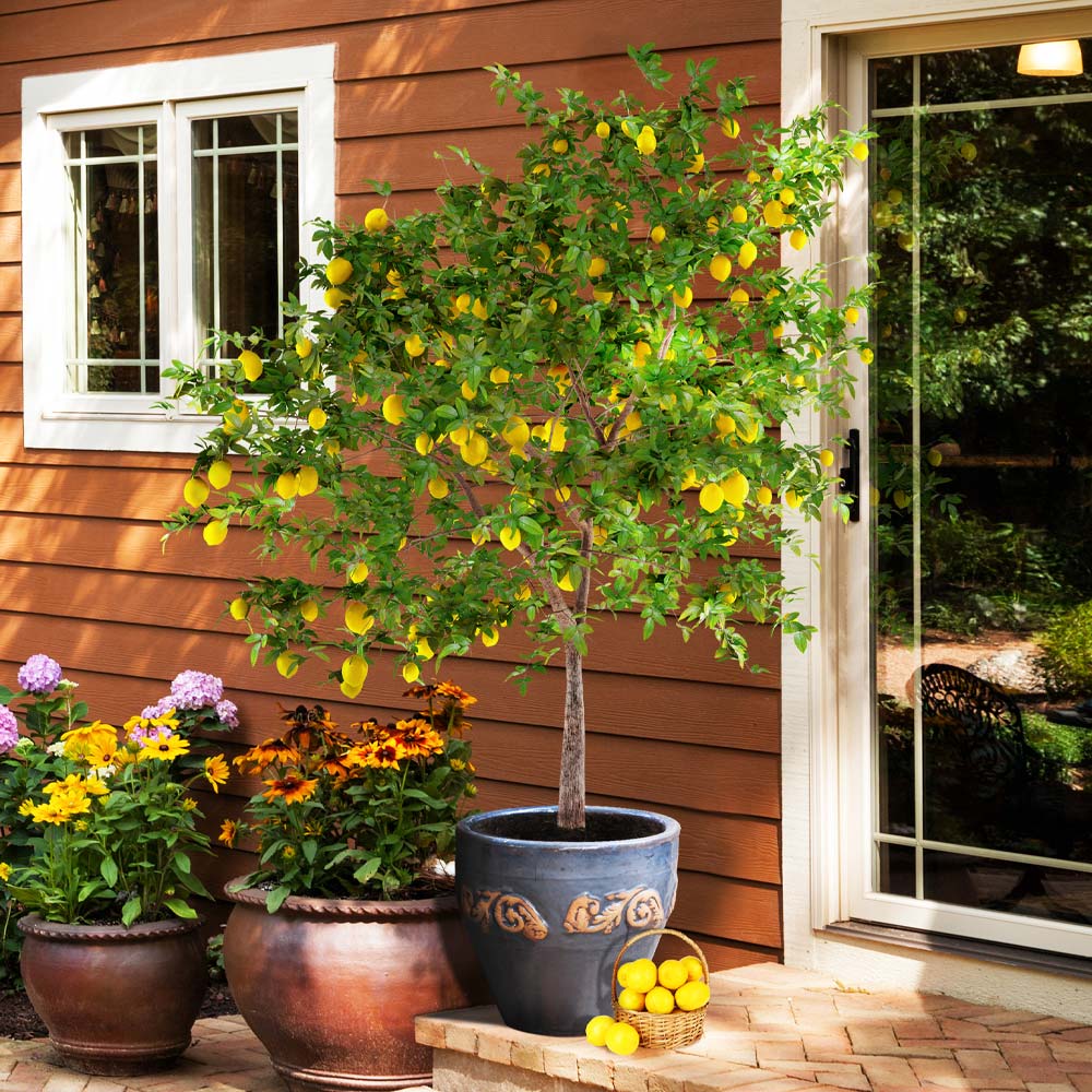 Meyer_Lemon_Tree_5_FGT_3da7495c-84c2-4ba3-a483-65fbbc8f5e8d