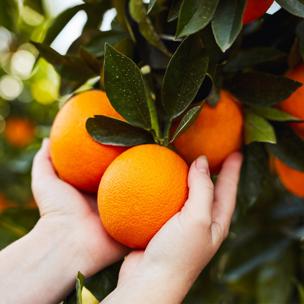 MidKnight_Valencia_Orange_4_FGT