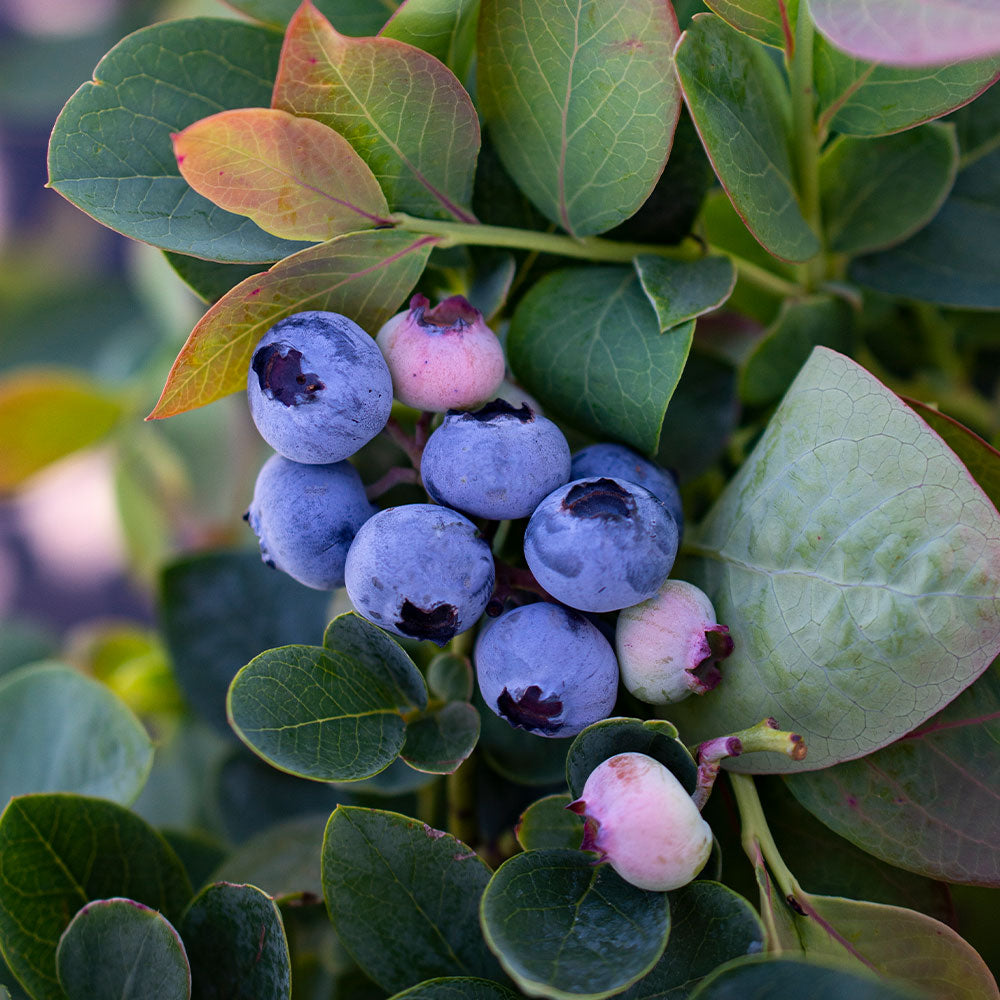 Midnight-Cascade-Blueberry-3_56908724-c2c1-4f49-ac54-4183f304055b