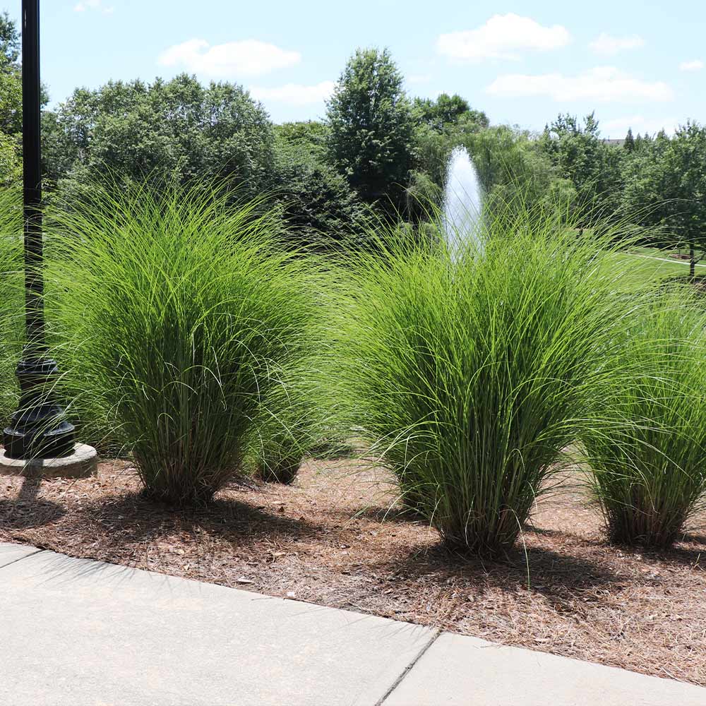 Miscanthus-Gracillimus_Maiden_Grass_8