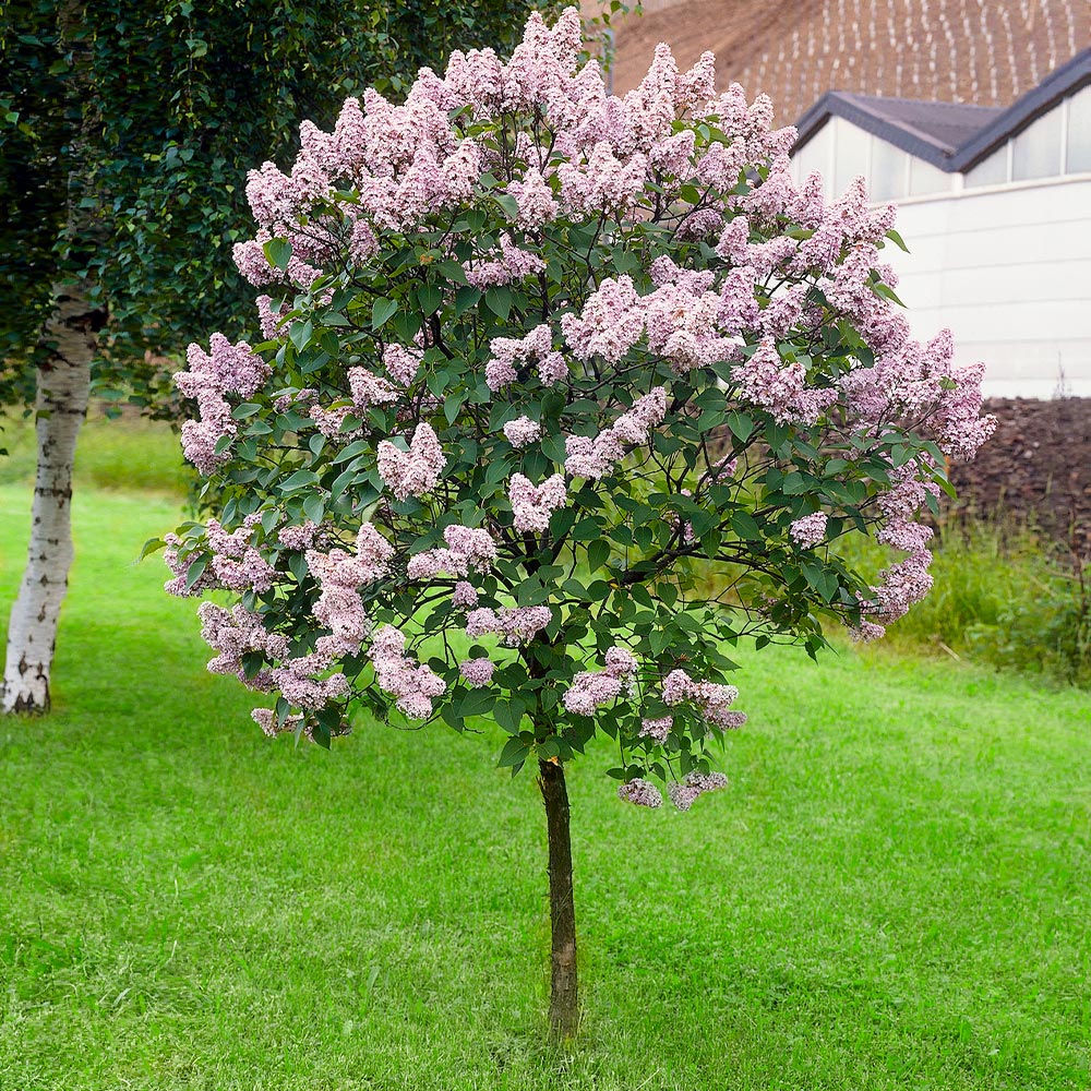 Miss-Kim_Lilac_Tree_1