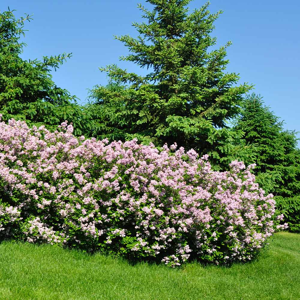 Miss_Kim_Lilac_Shrub_3_FGT