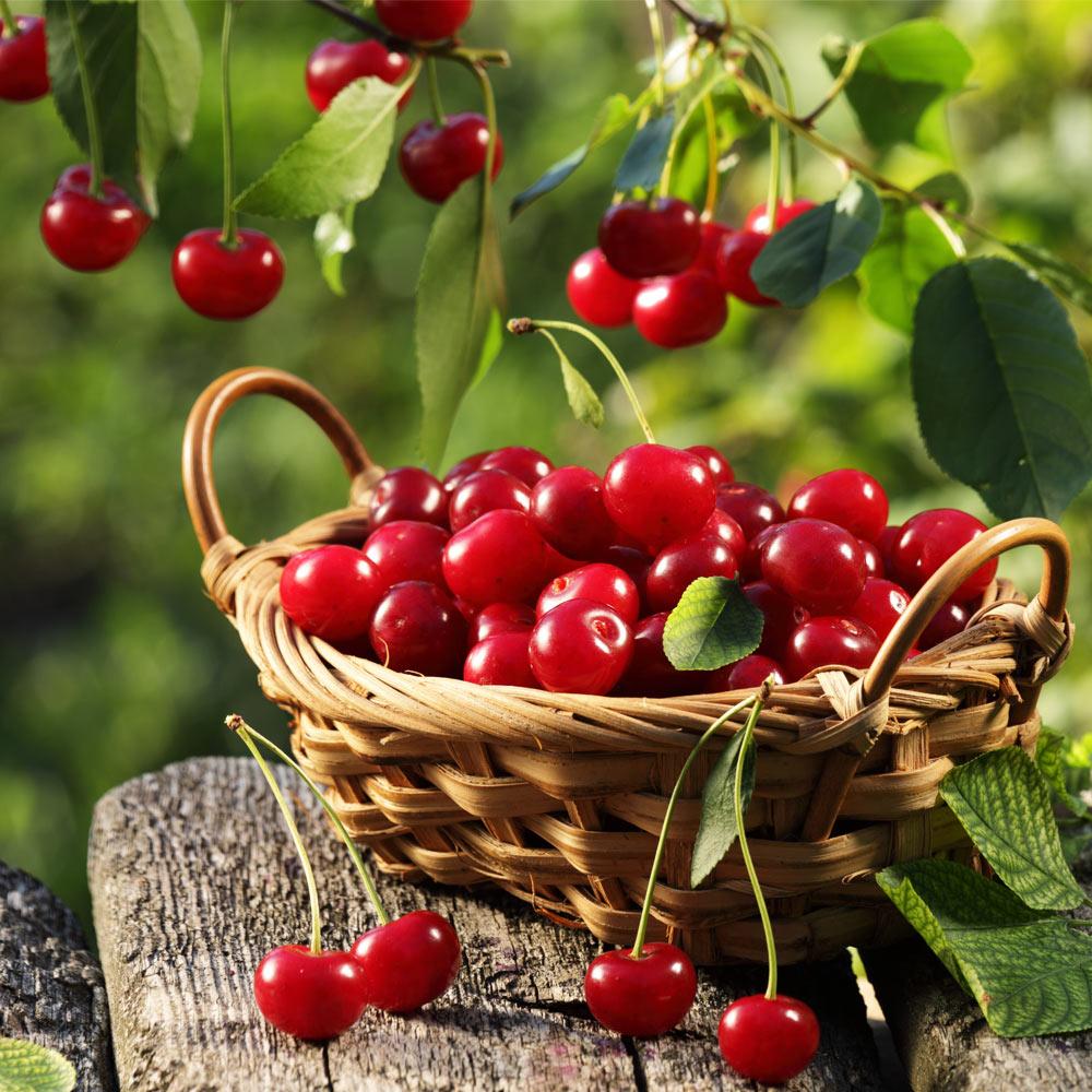 Montmorency_Cherry_Tree_1_FGT_129b86f2-5cc4-43d4-8985-b4626efdd708