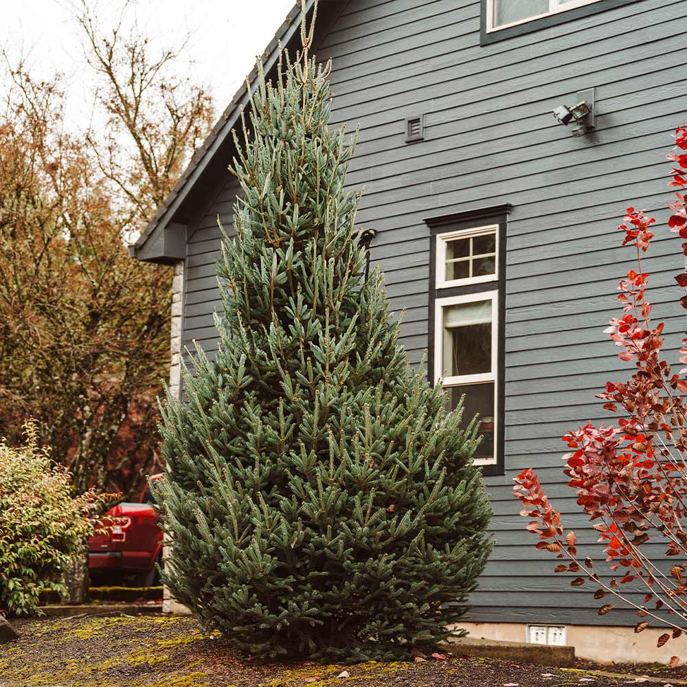 Montrose-Spire-White-SPruce-2_b6cf4845-4f38-4fc5-9014-8033d8bd8067
