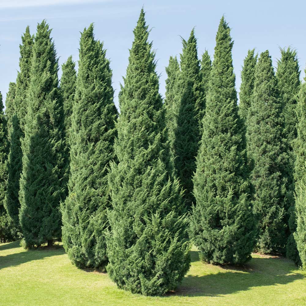 Moonglow_Juniper_1_FGT