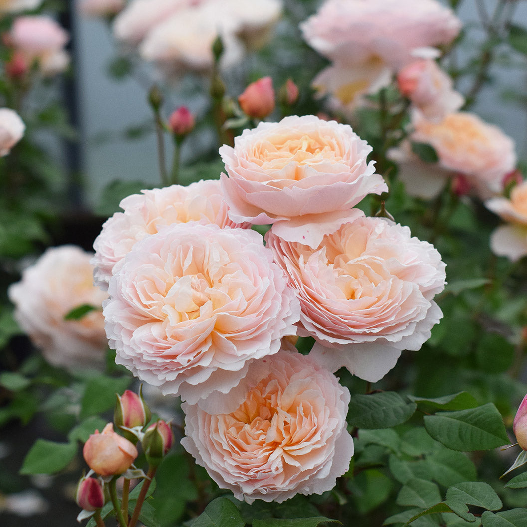 Moonlight-in-Paris-Rose-6