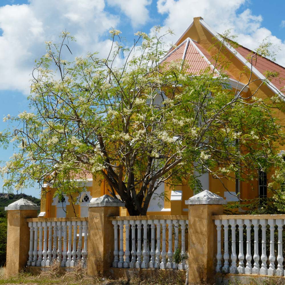 Moringa_Tree_11_FGT