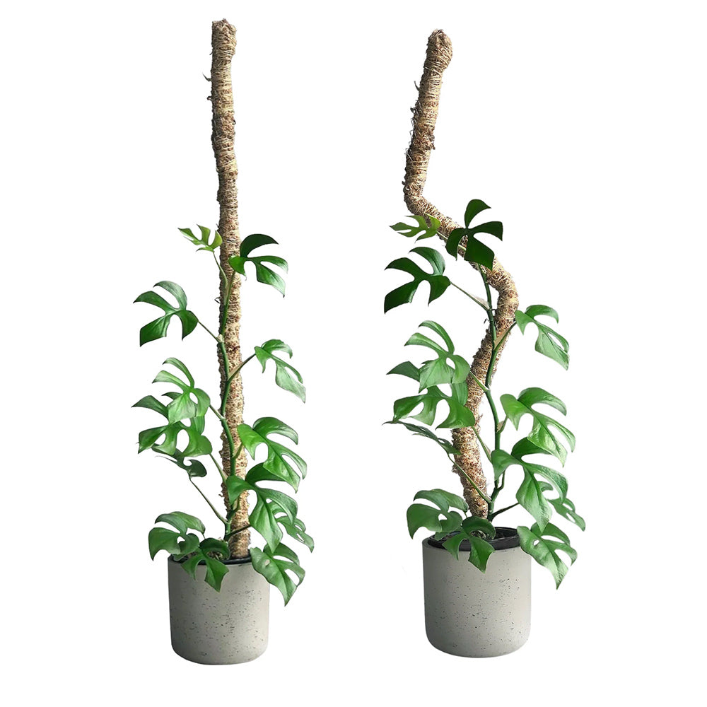 Moss-Pole_1