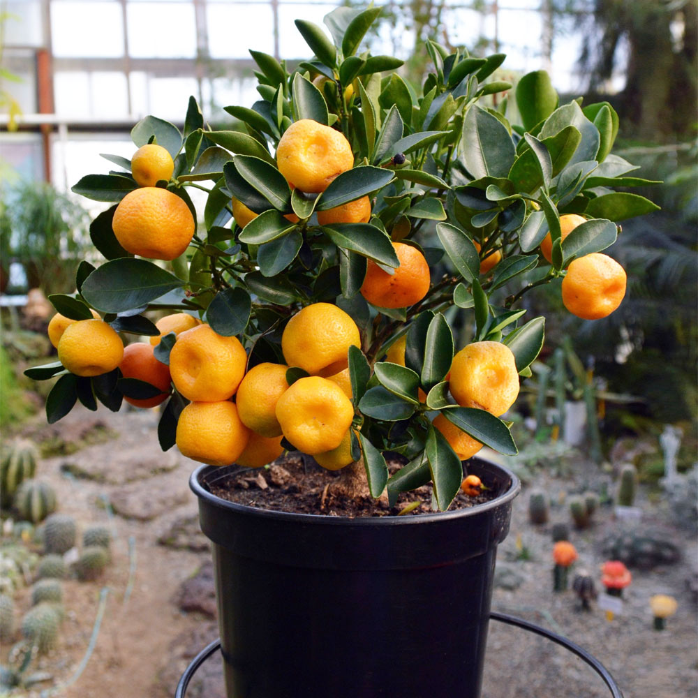 Mules_clementine_bush_1