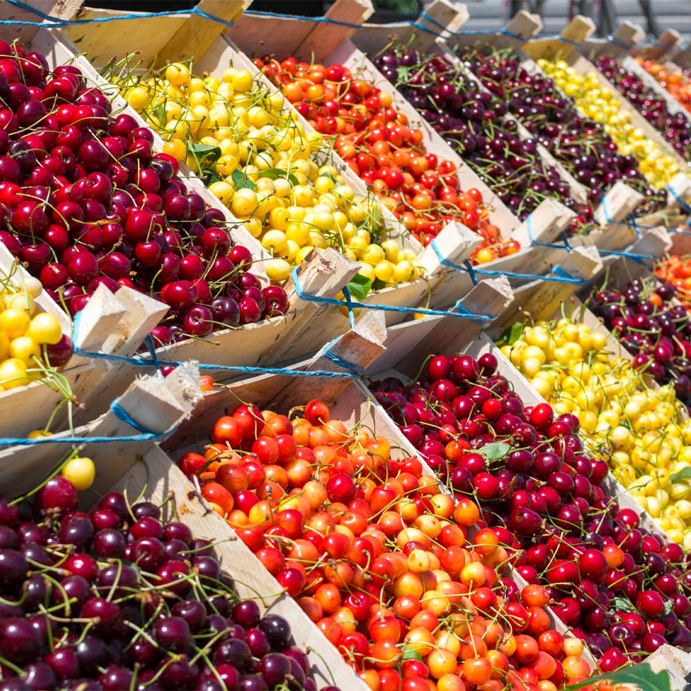 Multi-Fruit_Cherry_FGT_a309c0fd-973d-4d47-9a05-d44731aaf478