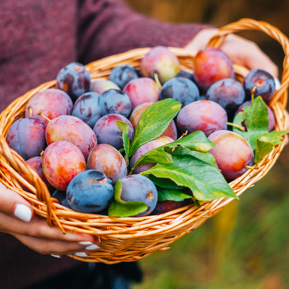 Multi-Fruit_Plum_FGT