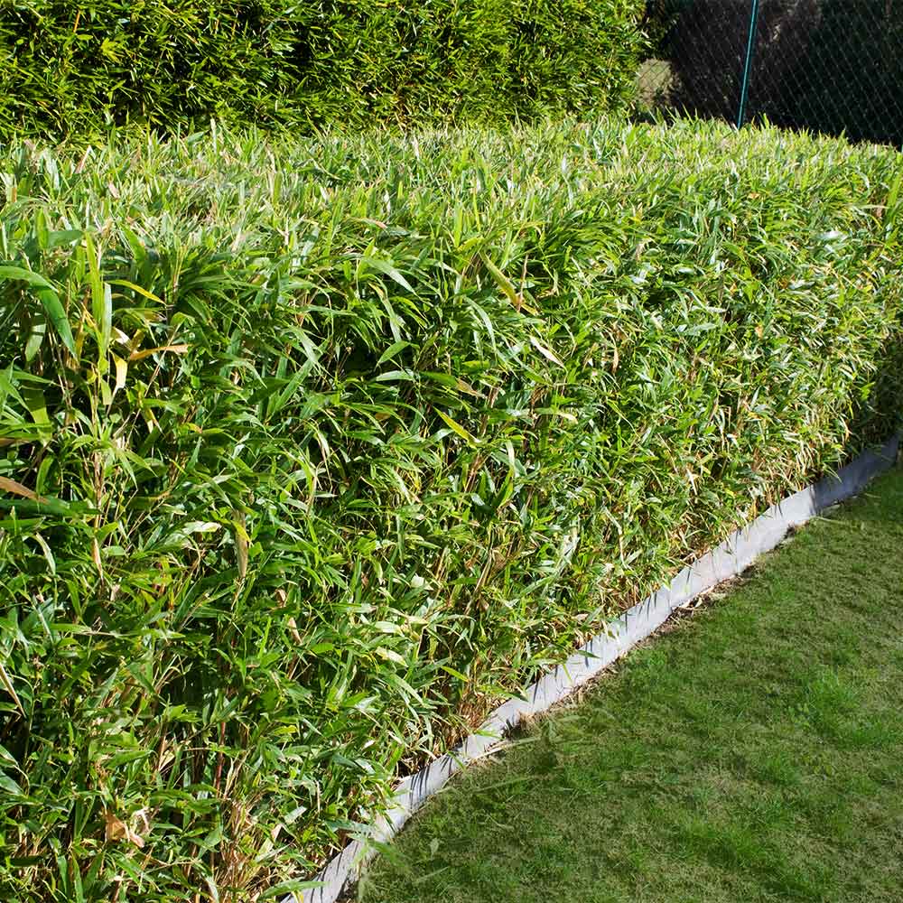 Multi-plex_bamboo_2