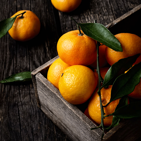 Murcott_Honey_Mandarin_Tree_450