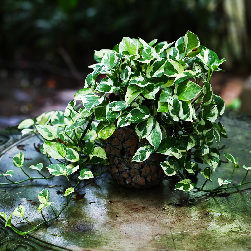 N_joy-pothos-1_adf9025c-69eb-47bf-a8bb-68c9930b2d28