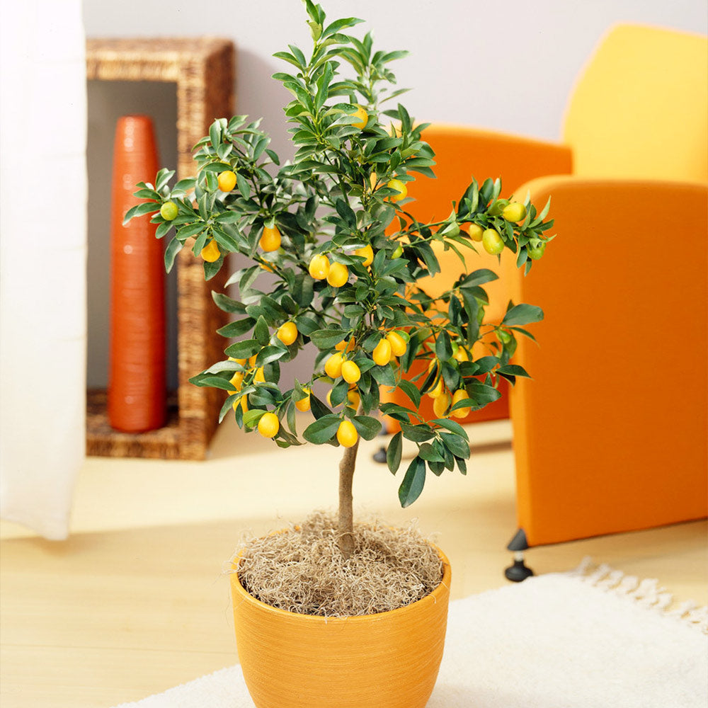 Nagami_Kumquat_6_FGT_d2419901-431c-4d8c-802a-08eff269f2d5