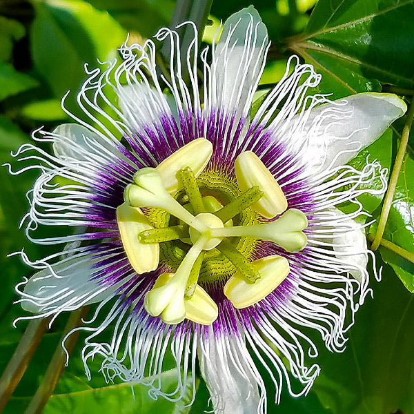 Nancy-Garrison-Passion-Fruit-Vine_FGT_600x600_a8588dd4-3137-4a40-90a9-253018837147