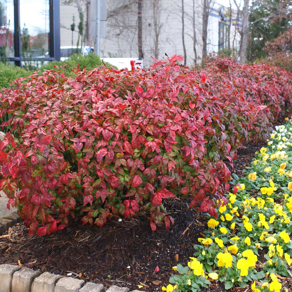 Nandina_Firepower_3