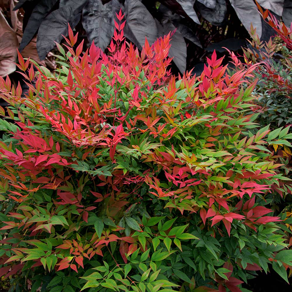 Nandina_Obsession_6_FGT