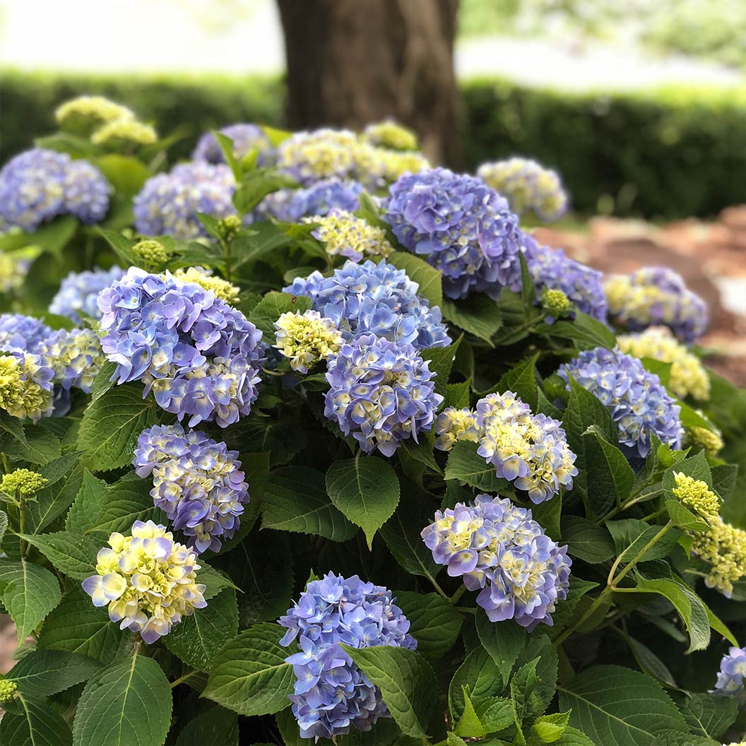 Nantucket-Blue_f9f4e3da-4cf3-4402-9633-2f693f97c189