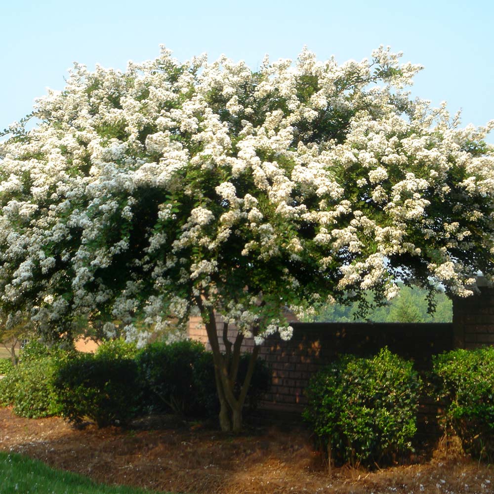 Natchez_Crape_Myrtle_1_FGT