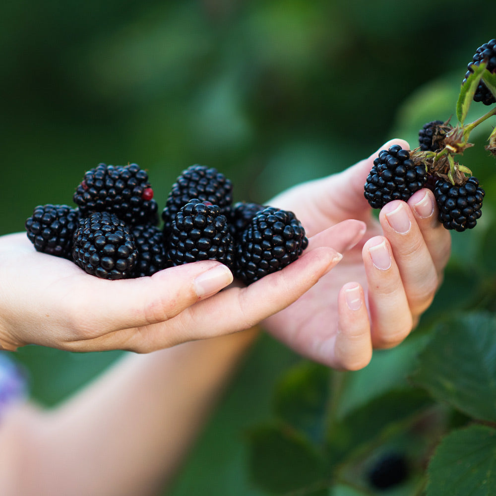 Navaho__Blackberry_2_FGT