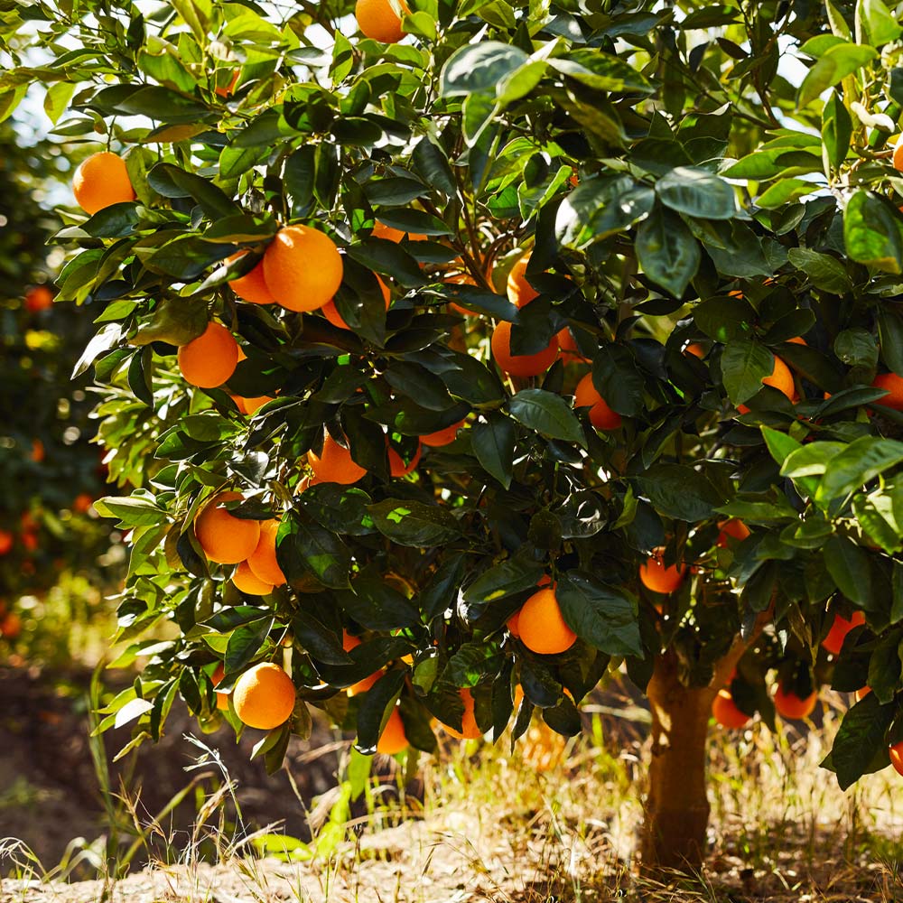 Navel_Orange_1_FGT_e747ab1c-40a3-4c2a-9f5f-f4e724f97597