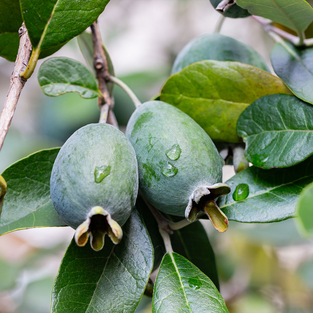 Nazametz-Pineapple-Guava-Bush-1