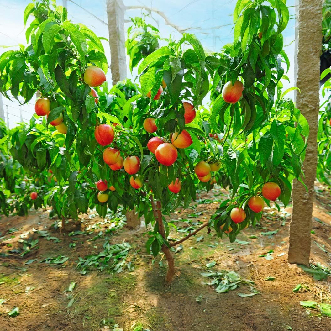 Nectar-Babe-Nectarine-3_dca5586b-6428-42cf-a74f-f3cc0ace1d9b