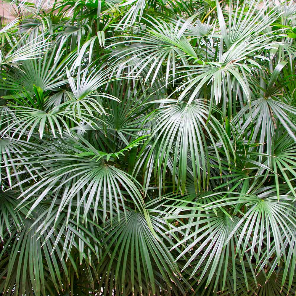 Needle_Palm_1