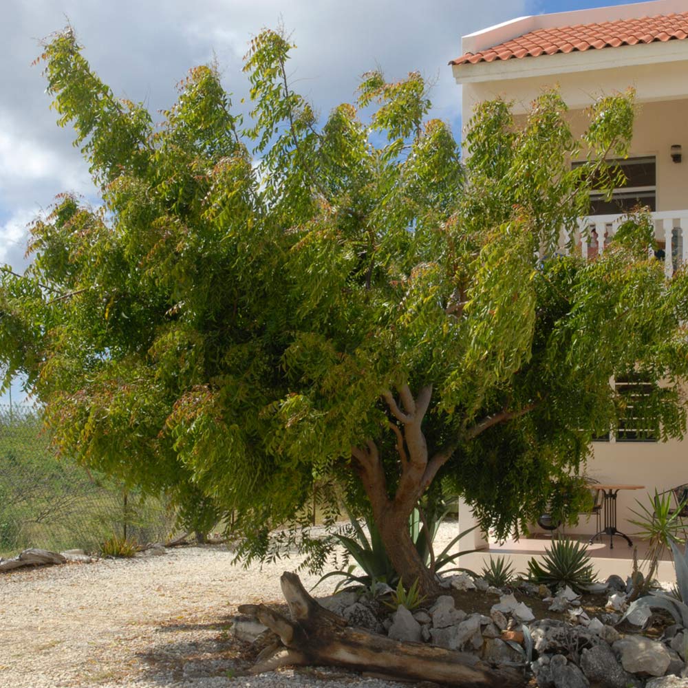 Neem_tree_3