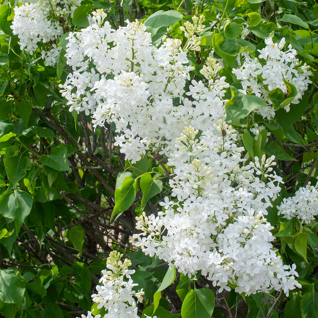New-Age-White-lilac-2_7c388221-ee1e-441c-ac53-a909d0f02607