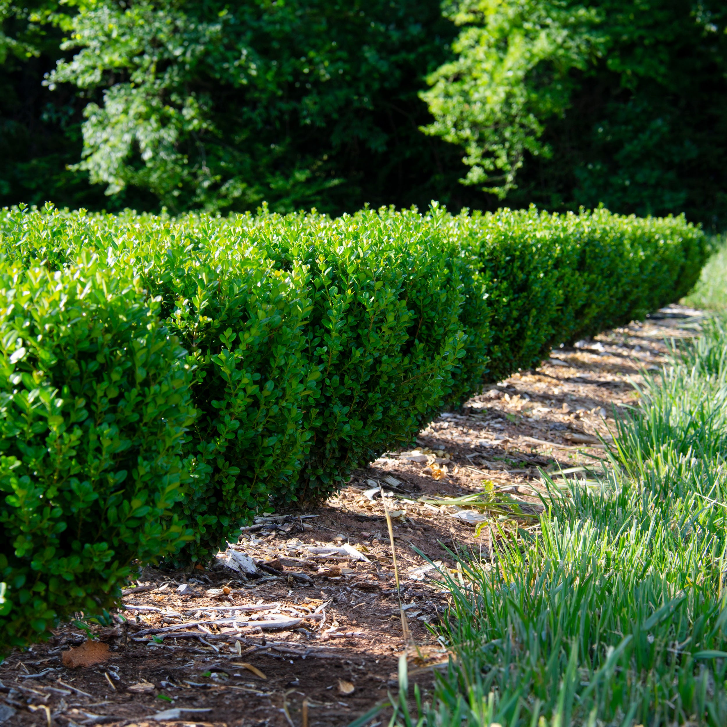 New-GEn-boxwood-Freedom_3